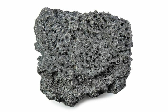 Fossil Glyptodont (Glyptotherium) Bony Armor Osteoderm - Florida #362288